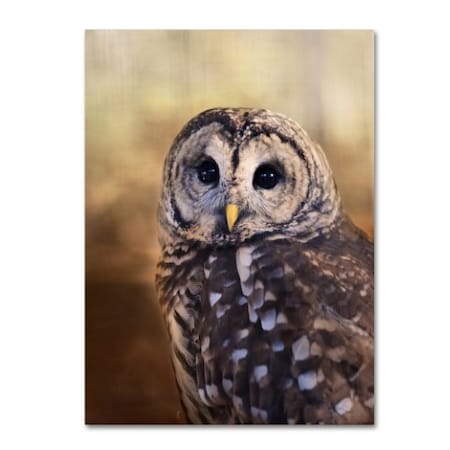 Jai Johnson 'The Wise Owl' Canvas Art,35x47